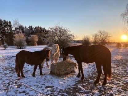 Billede af tre heste i sne