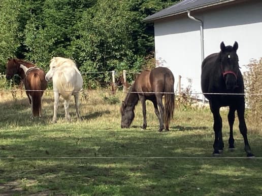 Billede af fire heste